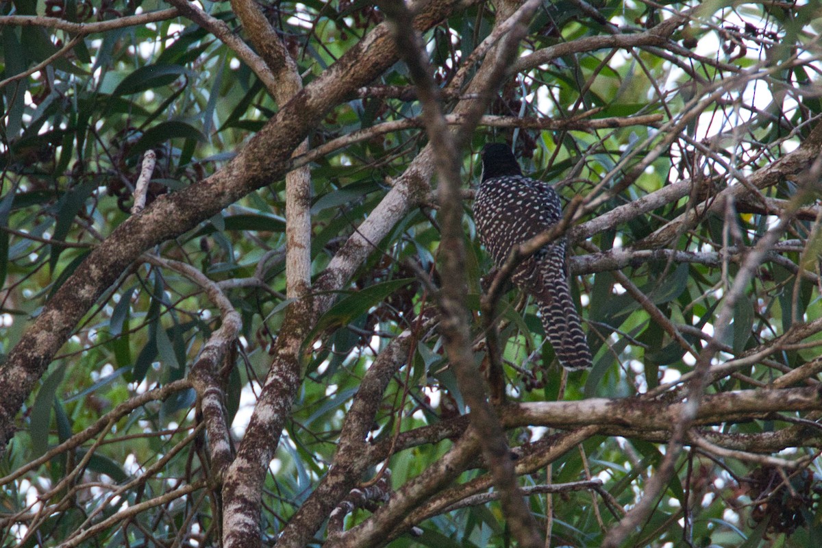 Pacific Koel - ML643661267
