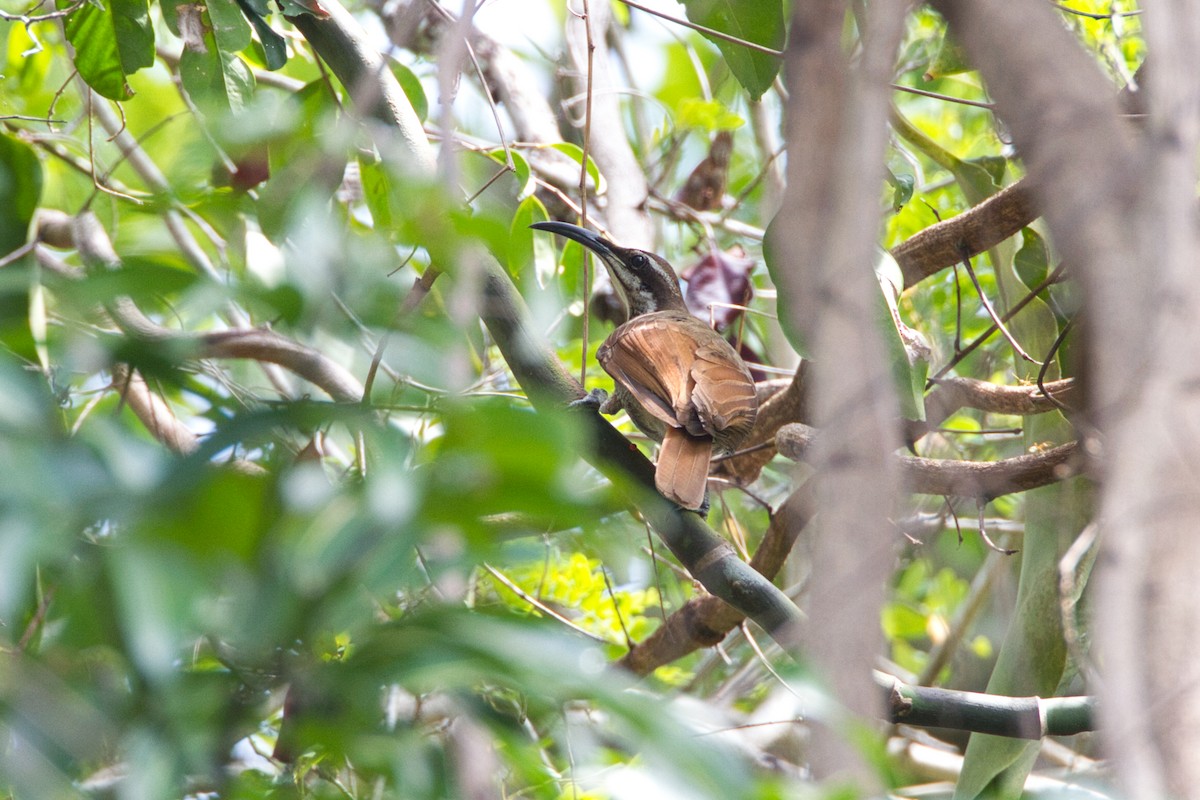 Magnificent Riflebird - ML643661270