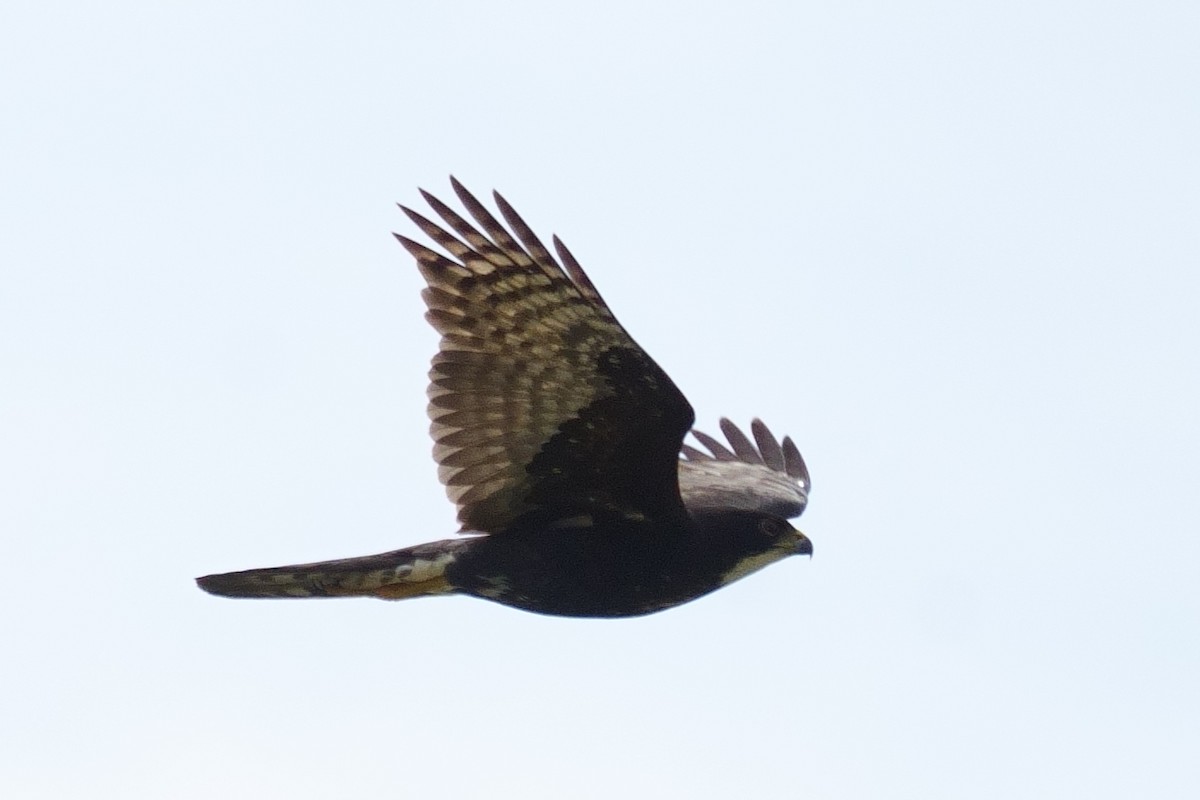 Black Goshawk - ML643661271