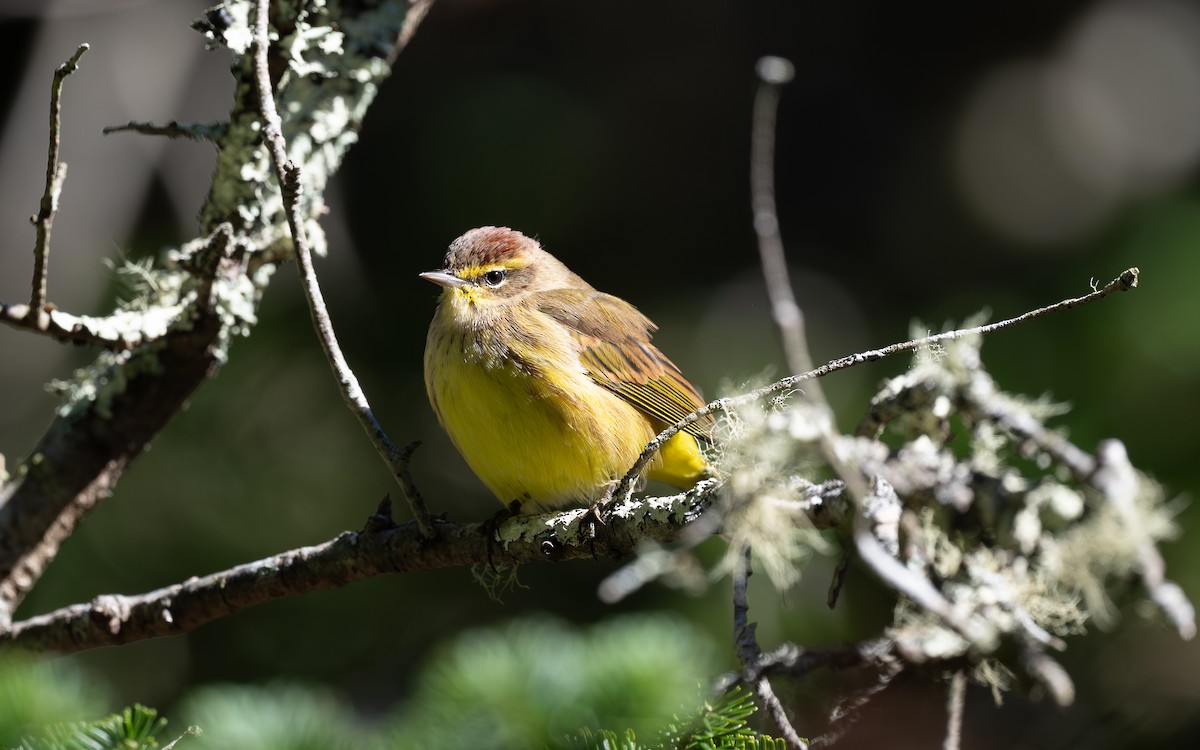 Palm Warbler (Yellow) - ML643661304