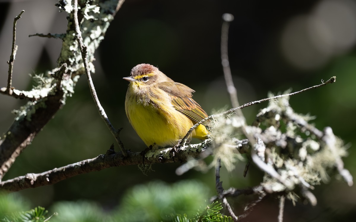 Palm Warbler (Yellow) - ML643661305