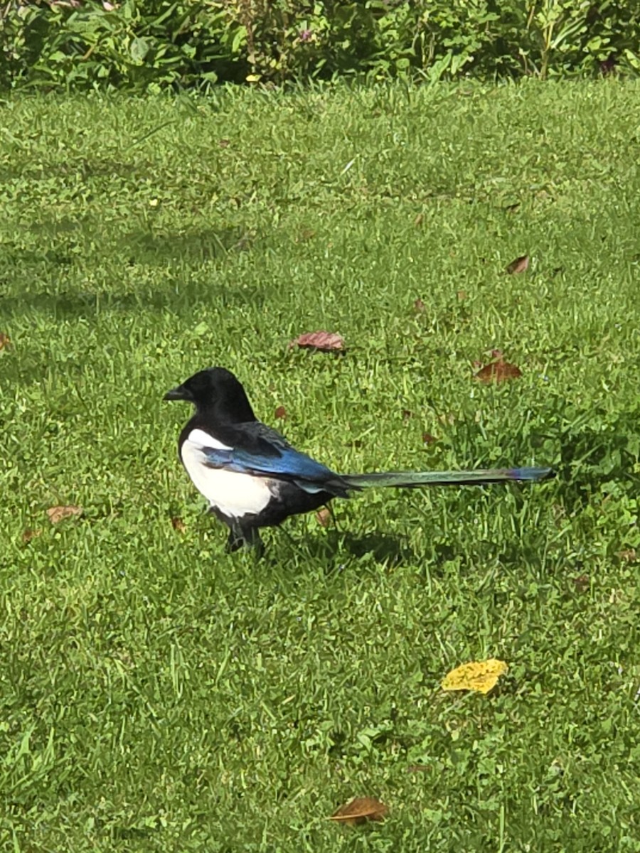 Eurasian Magpie - ML643661309