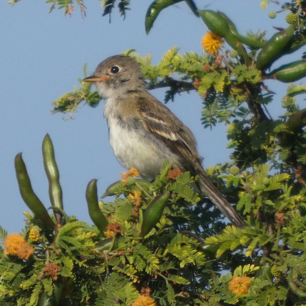 Least Flycatcher - ML643661311