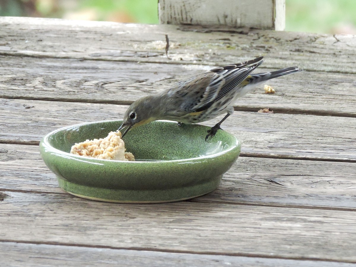 Yellow-rumped Warbler (Audubon's) - ML643661313