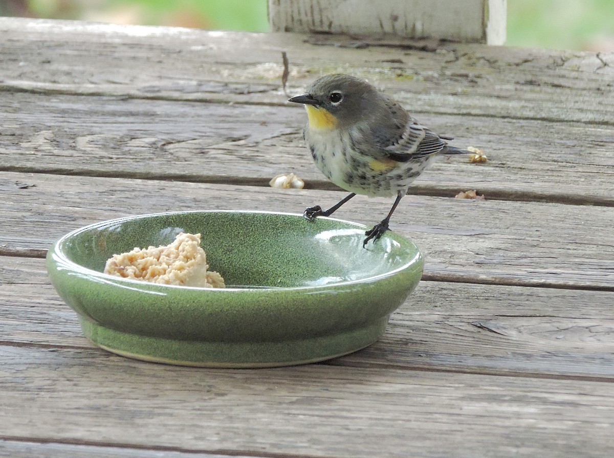 Yellow-rumped Warbler (Audubon's) - ML643661314