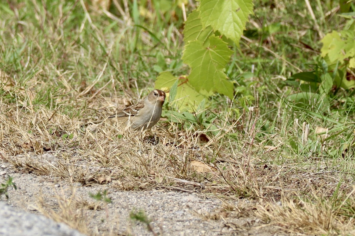 White-crowned Sparrow - ML643661316