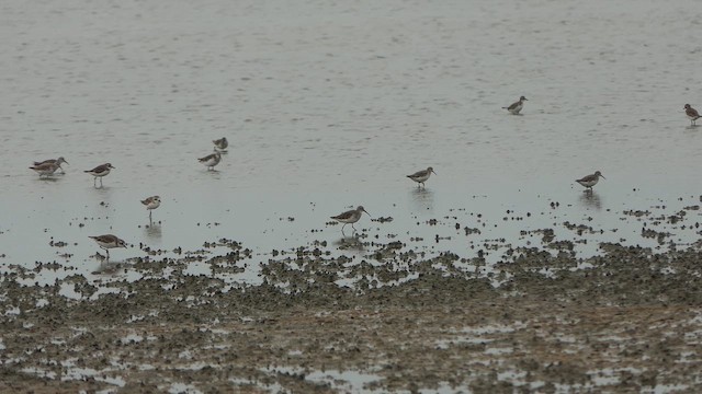 彎嘴濱鷸 - ML643661318