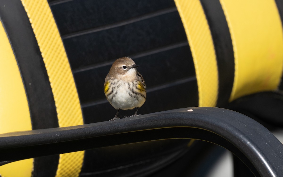 Yellow-rumped Warbler (Myrtle) - ML643661319