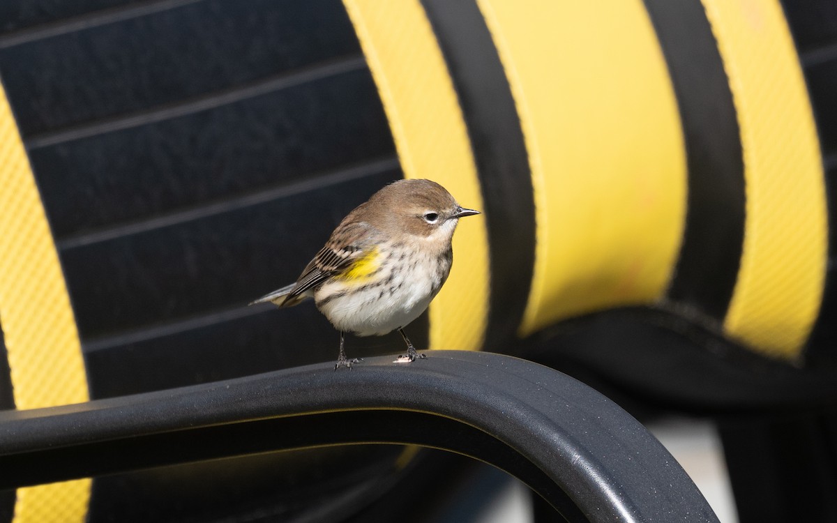 Yellow-rumped Warbler (Myrtle) - ML643661320