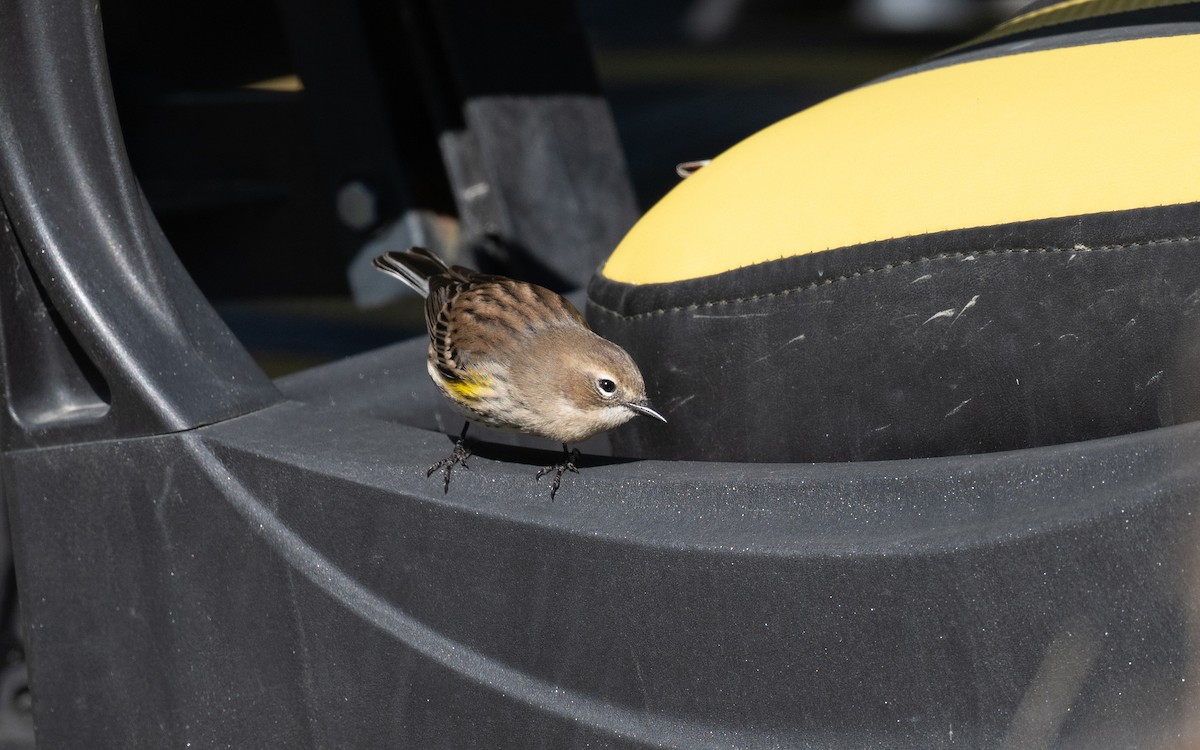 Yellow-rumped Warbler (Myrtle) - ML643661321