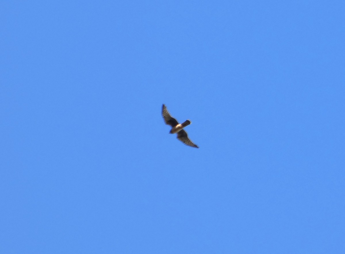 Northern Harrier - ML643661322