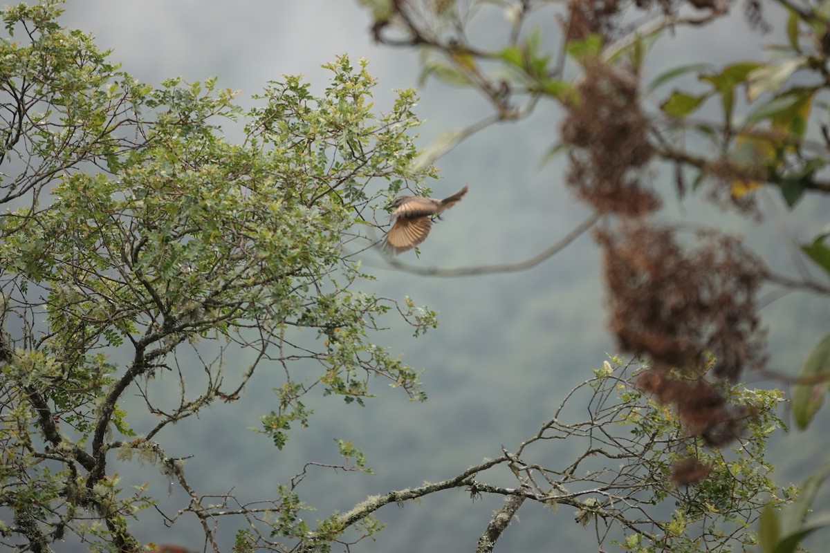 Smoky Bush-Tyrant - ML643661323