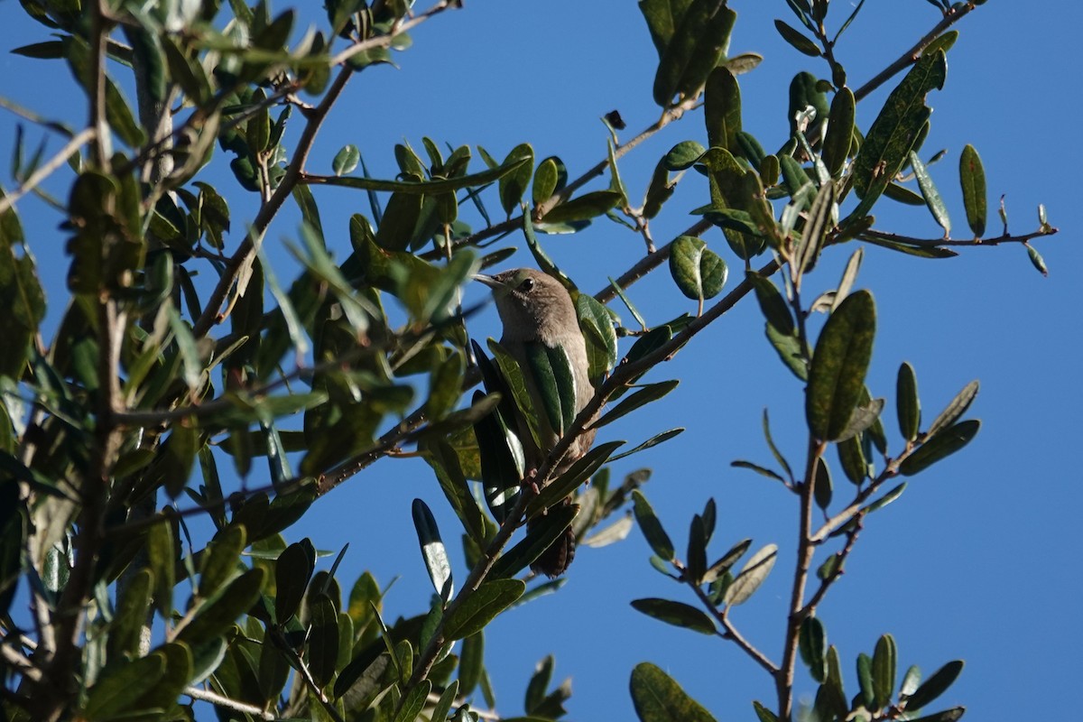 Northern House Wren - ML643661324