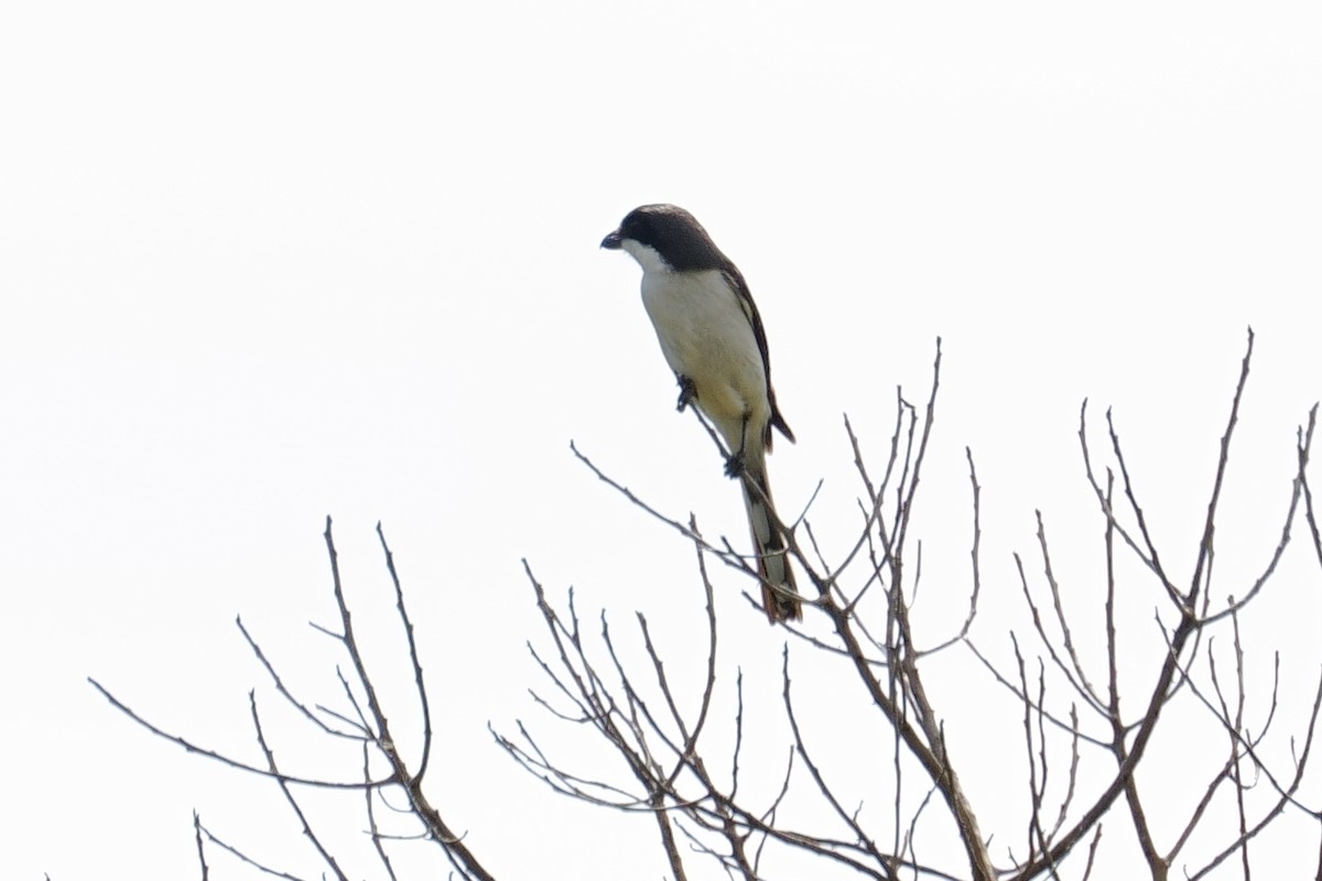 Southern Fiscal - ML643661325