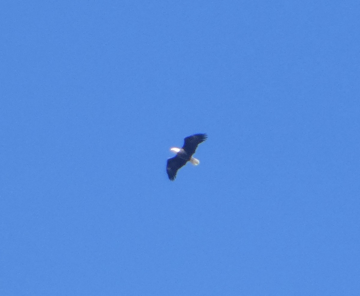 Bald Eagle - ML643661326