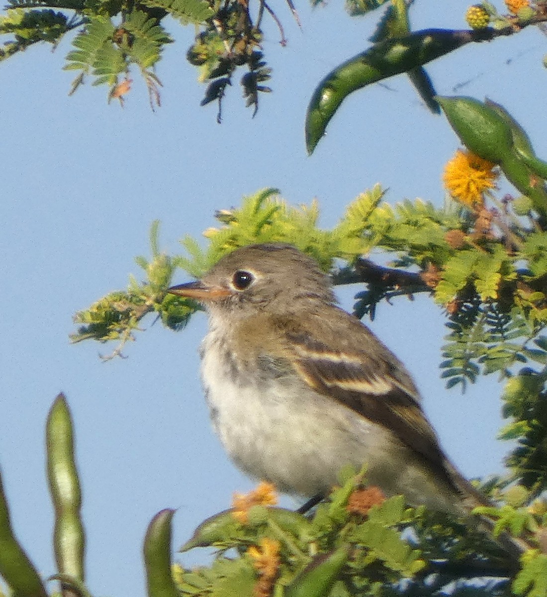 Least Flycatcher - ML643661332