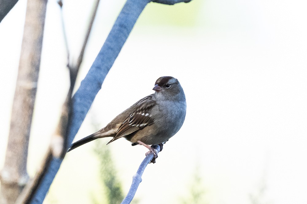 White-crowned Sparrow - ML643661336