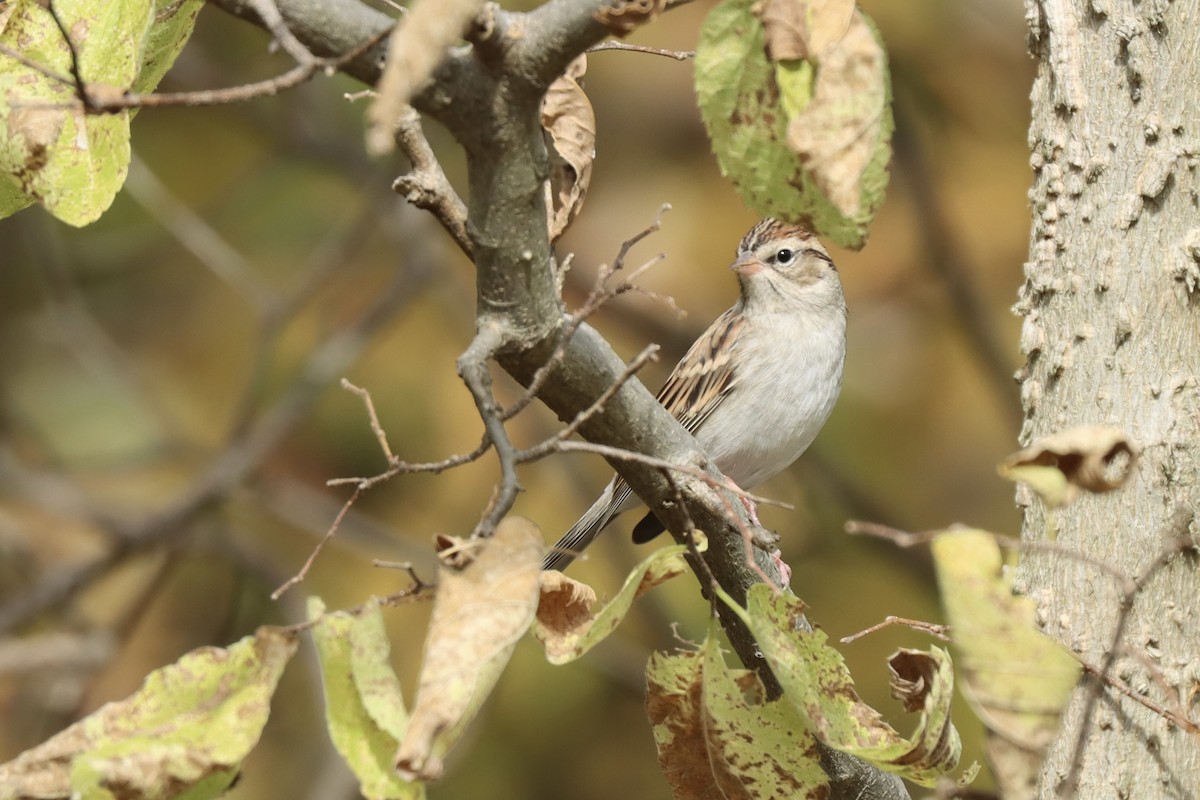 Chipping Sparrow - ML643661337