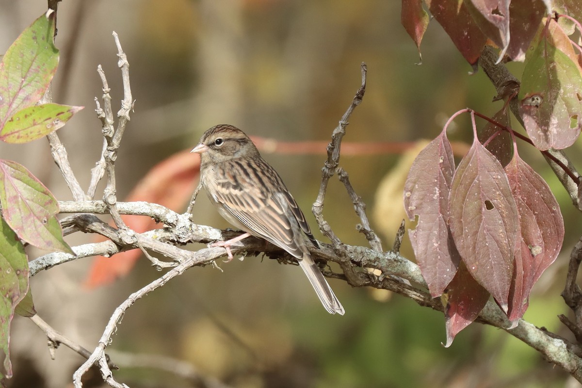 Chipping Sparrow - ML643661338