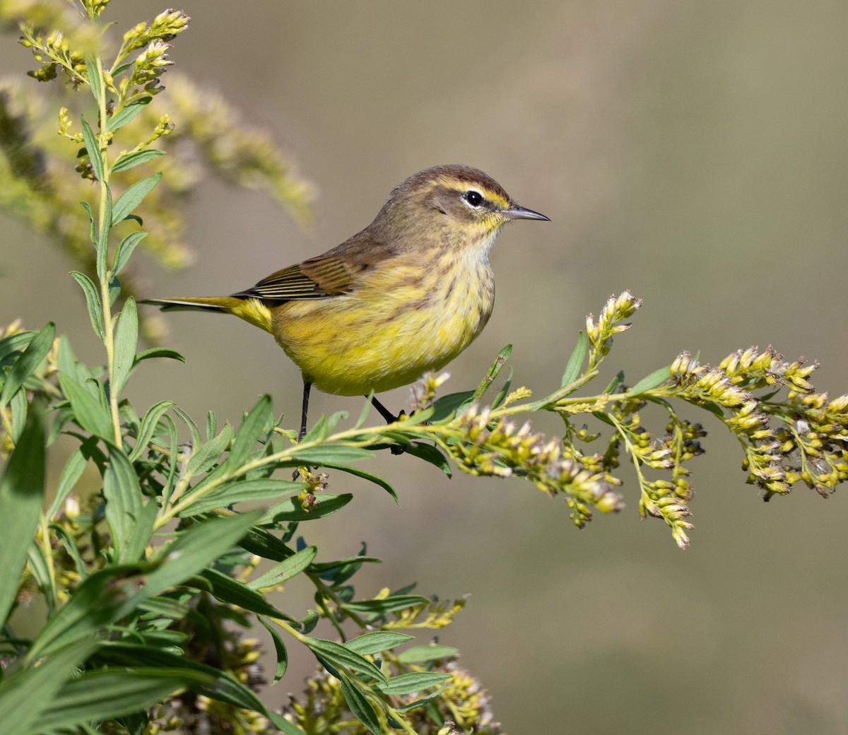 Palm Warbler - ML643661339