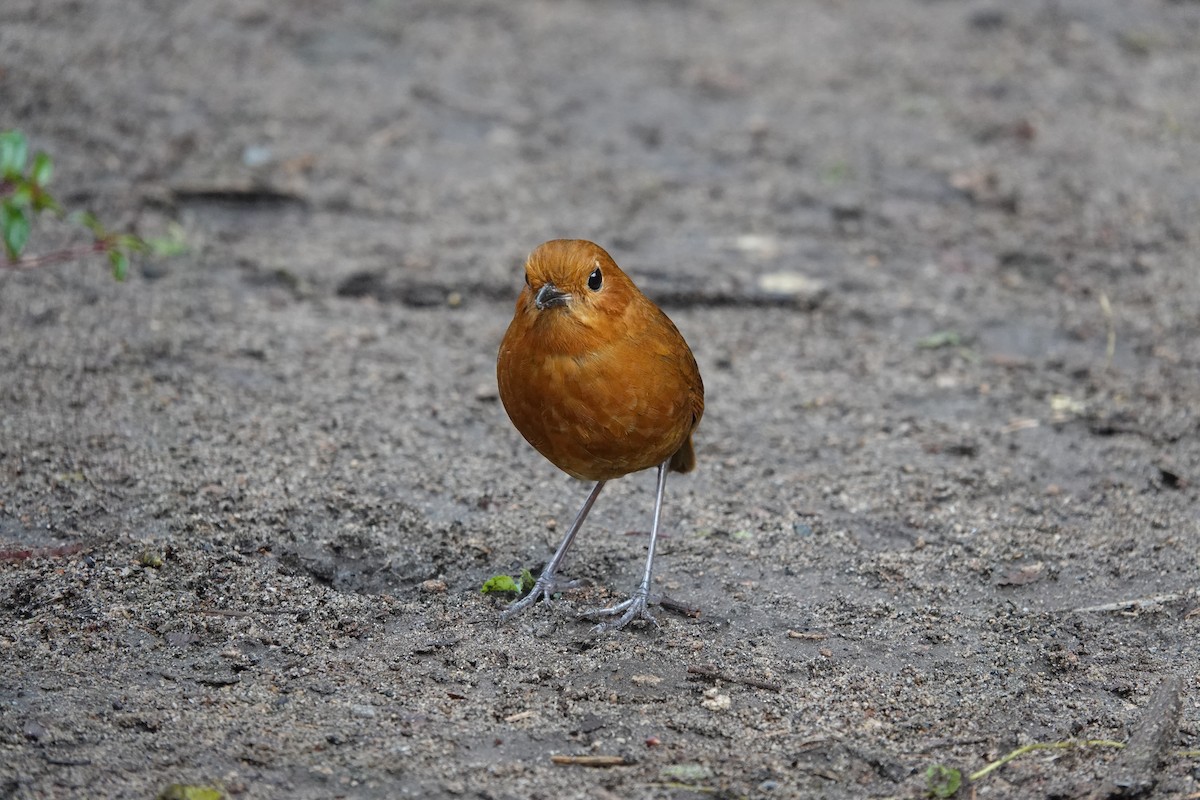 Equatorial Antpitta - ML643661341