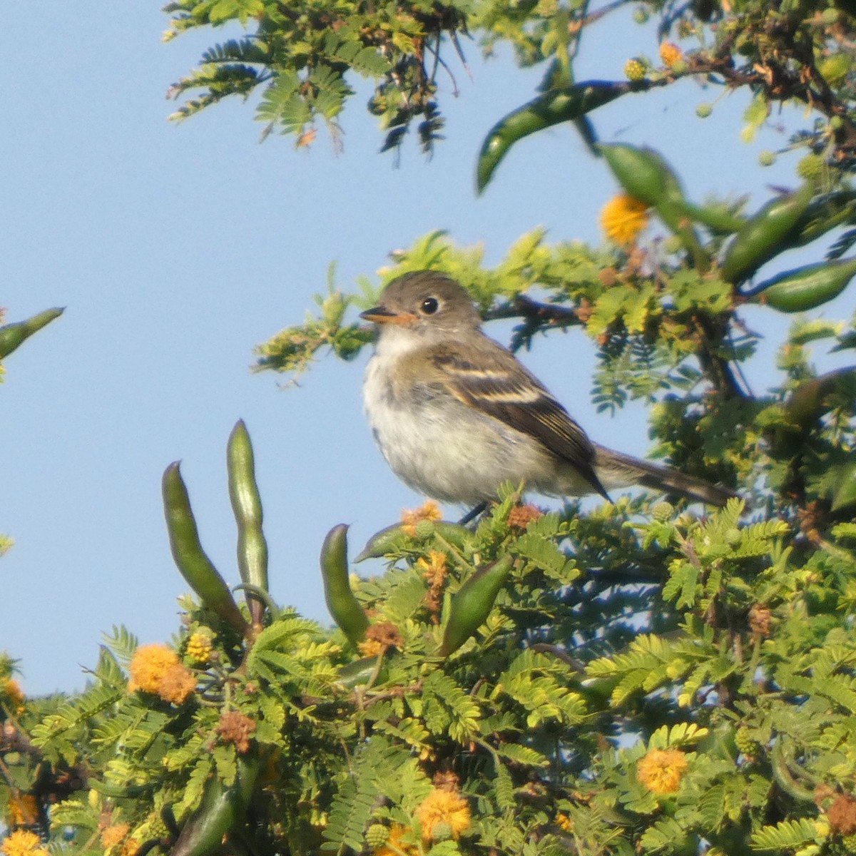 Least Flycatcher - ML643661342
