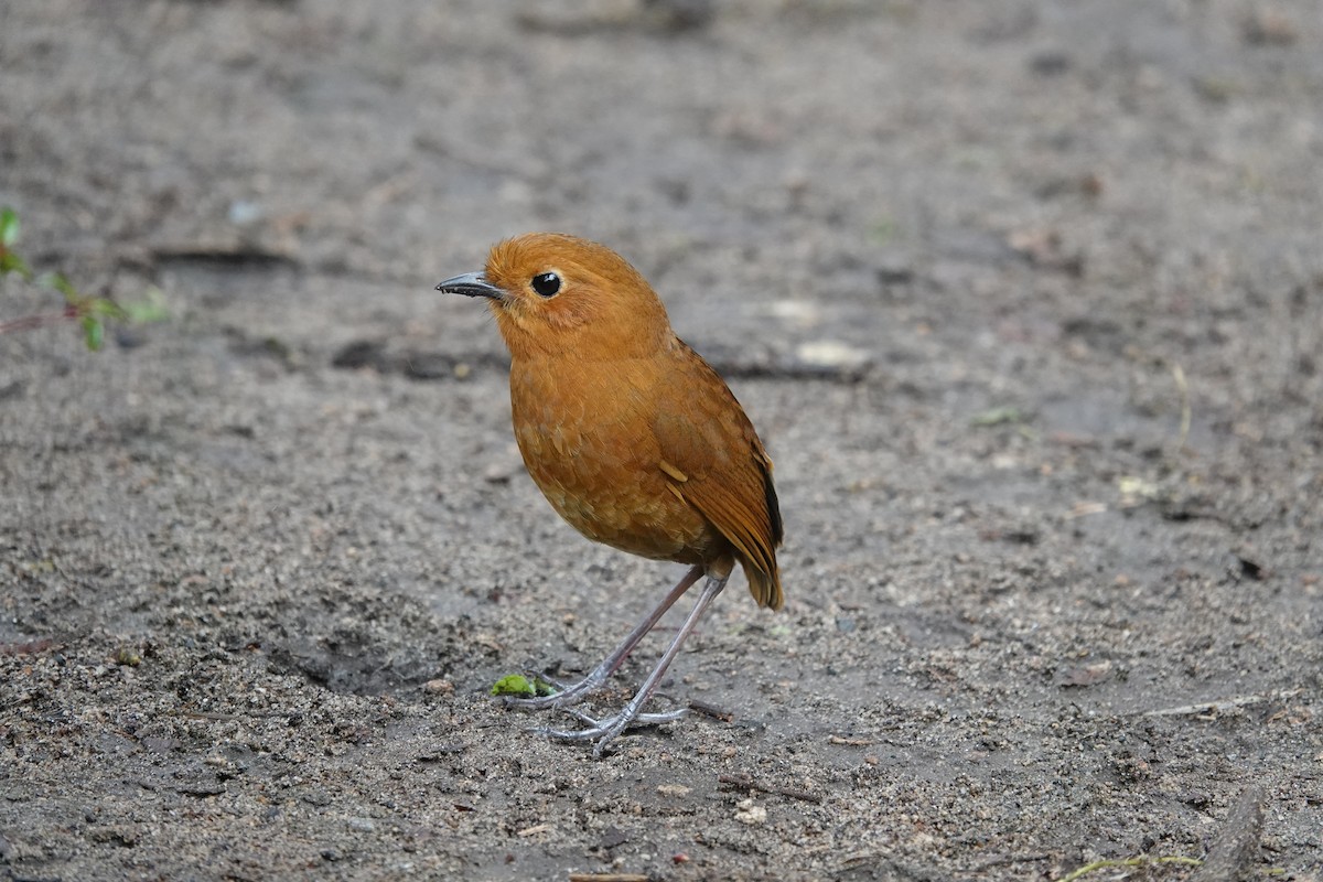 Equatorial Antpitta - ML643661343