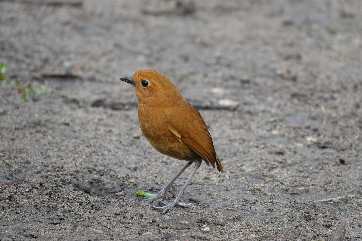 Equatorial Antpitta - ML643661344