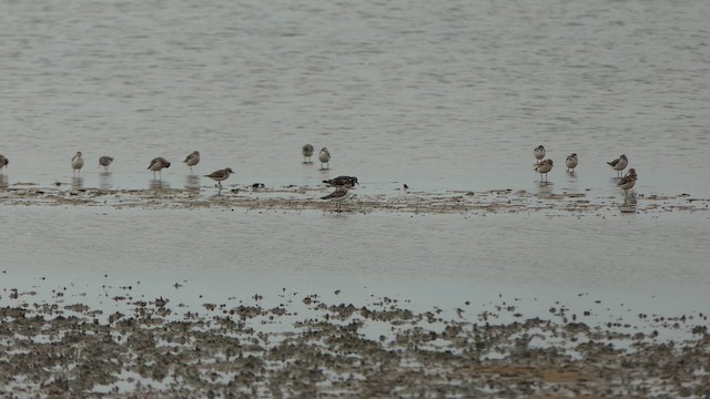 Алаг хайргач - ML643661350