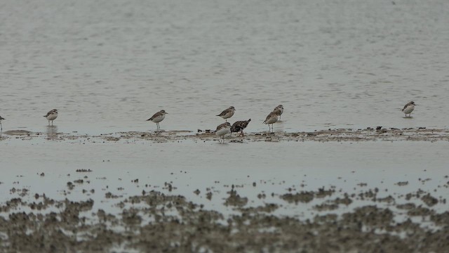 Алаг хайргач - ML643661363