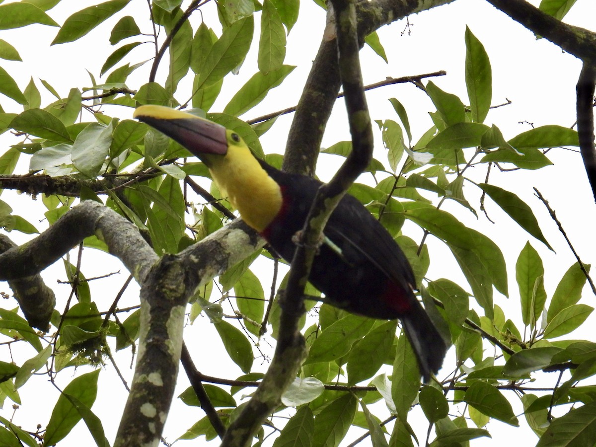 Yellow-throated Toucan (Chestnut-mandibled) - ML643661404