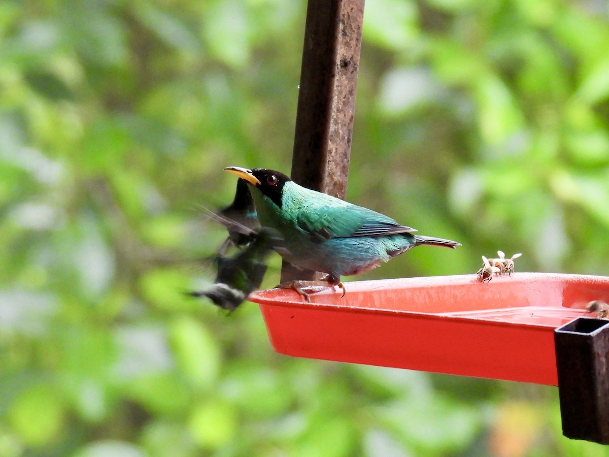 Green Honeycreeper - ML643661441