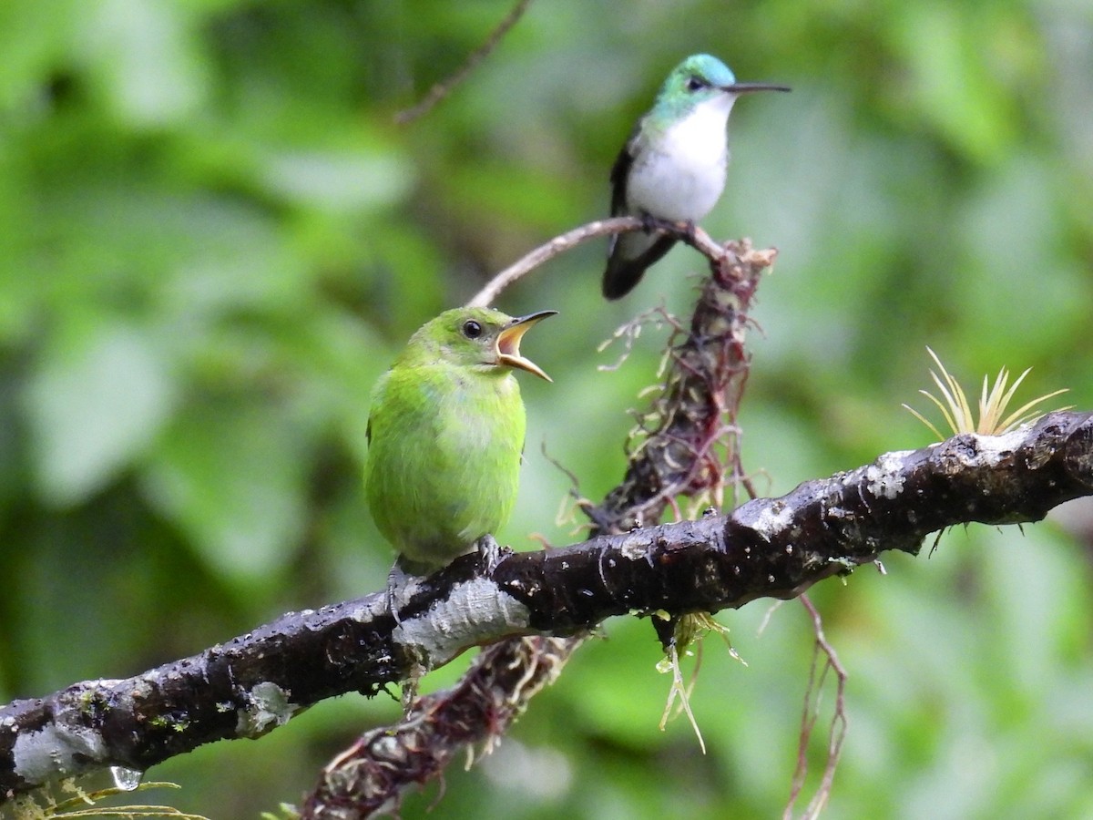 Green Honeycreeper - ML643661442