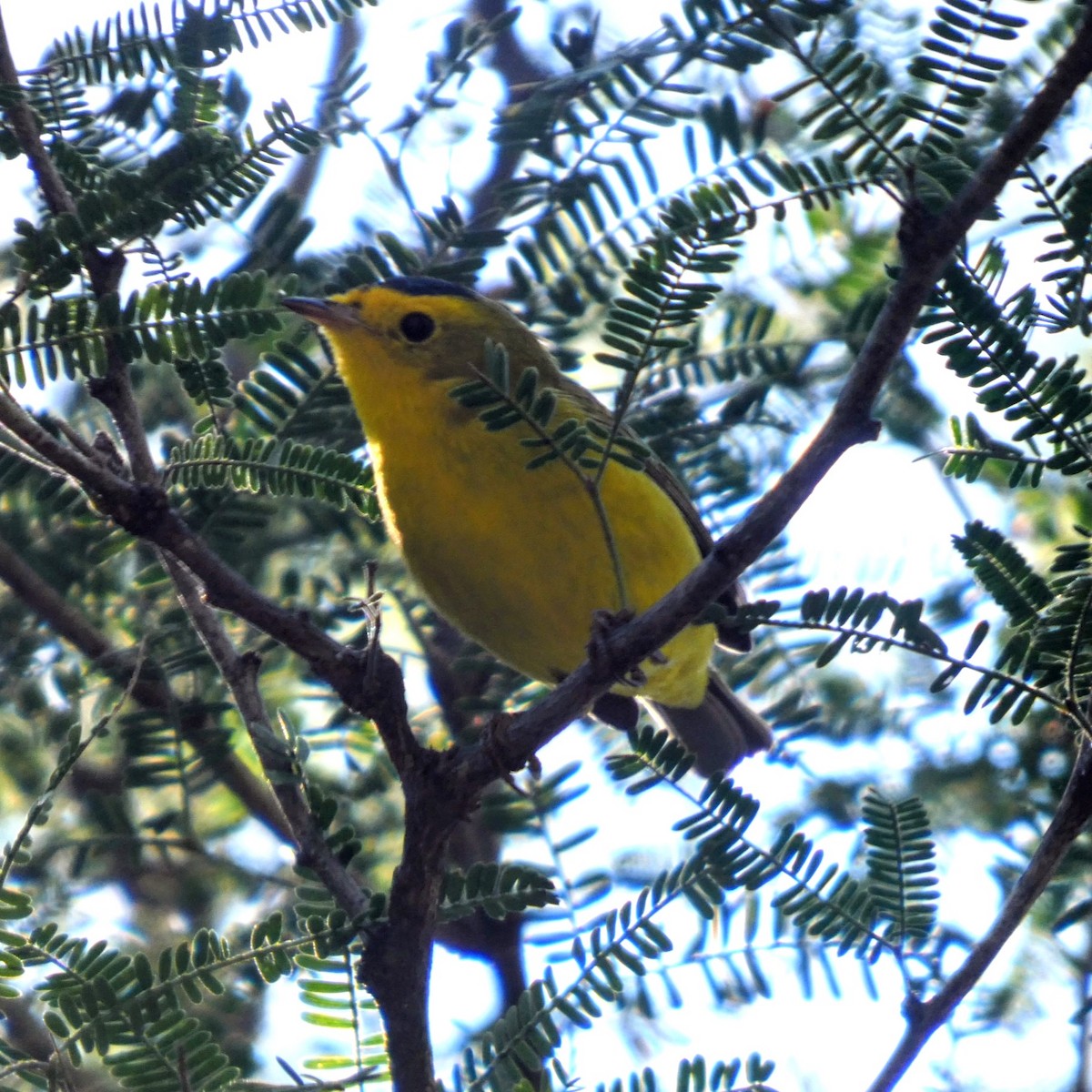 Wilson's Warbler - ML643661460