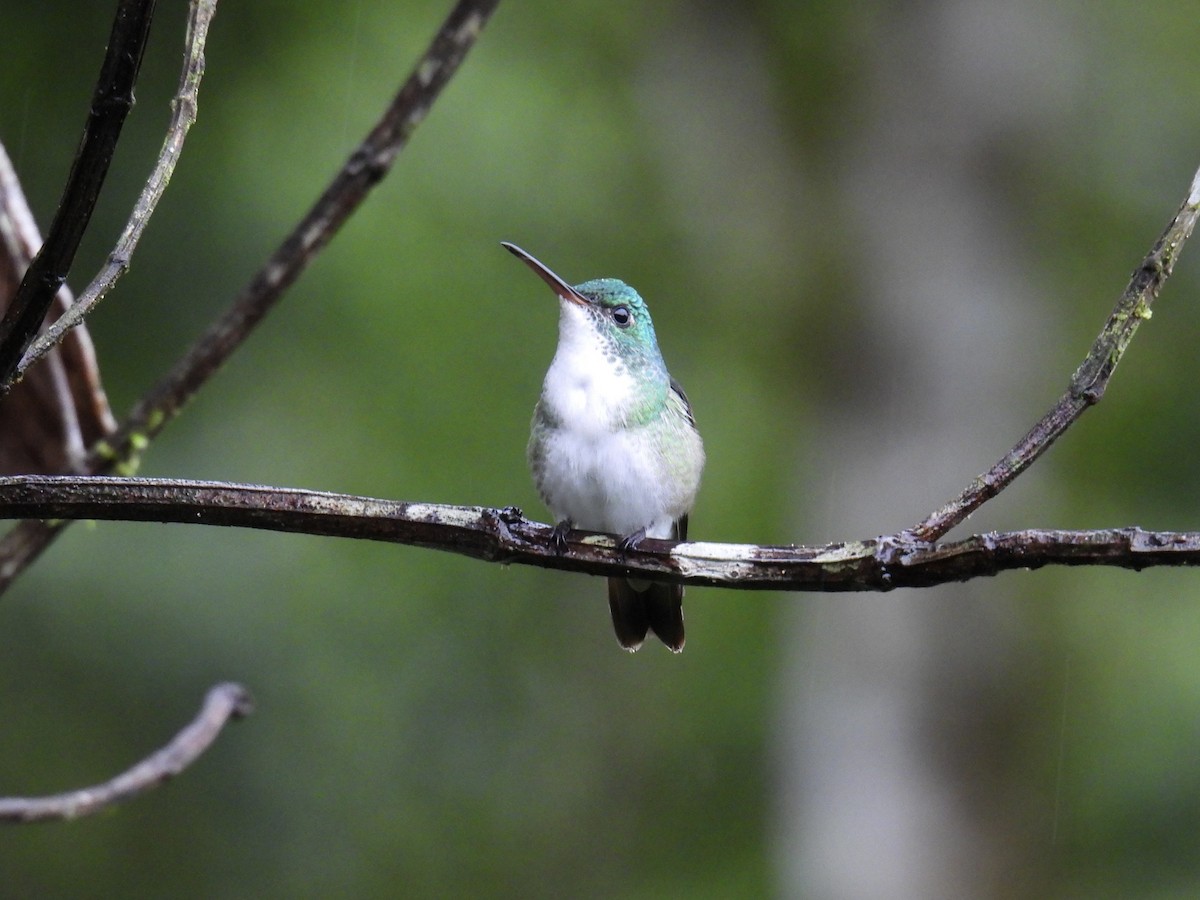Andean Emerald - ML643661466