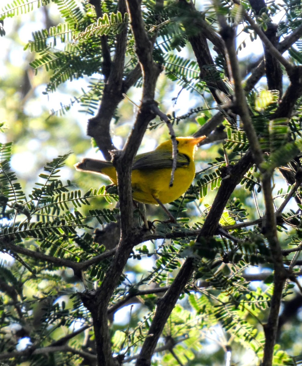 Wilson's Warbler - ML643661472