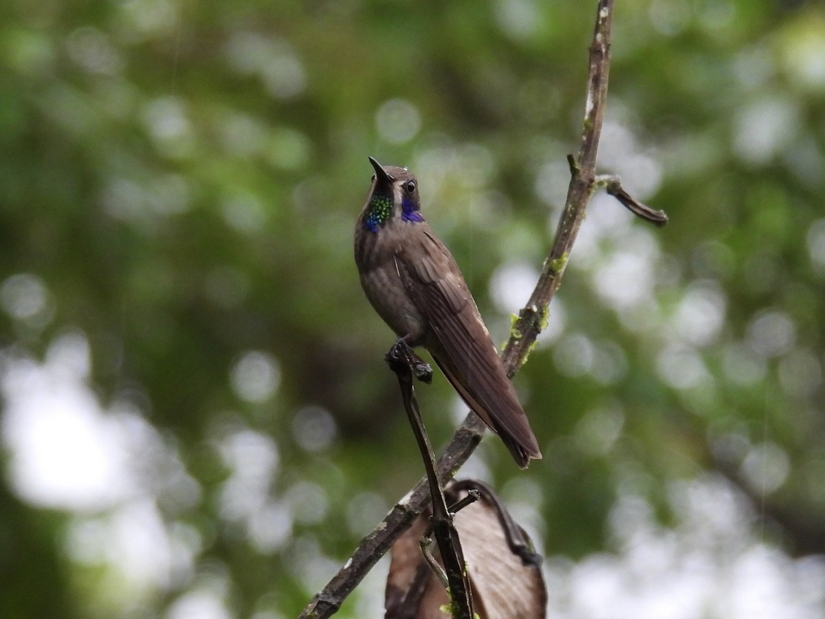 Brown Violetear - ML643661479