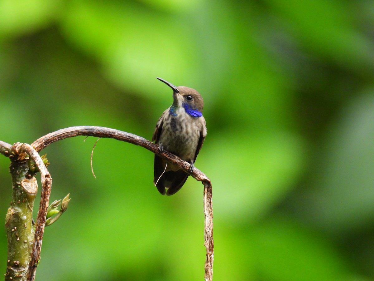 Brown Violetear - ML643661480