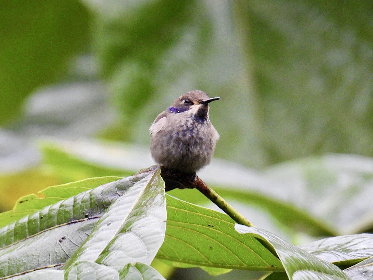 Brown Violetear - ML643661481