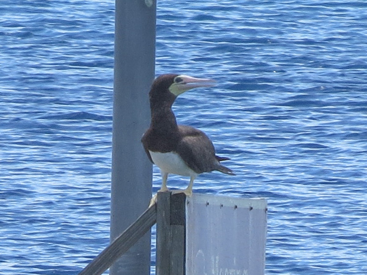 Brown Booby - ML643661486