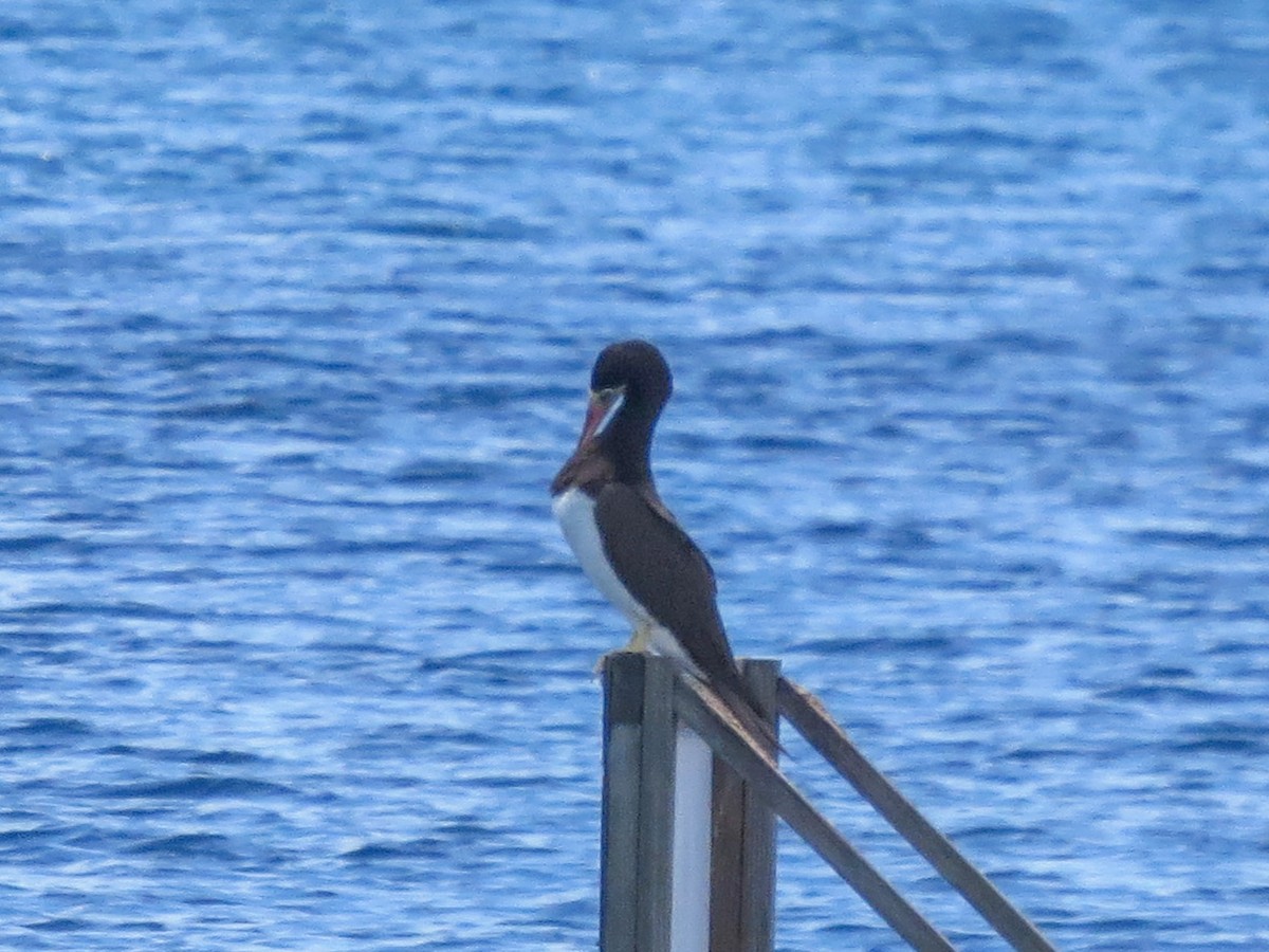 Brown Booby - ML643661487