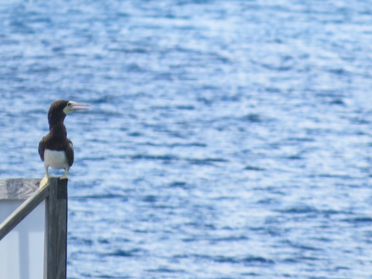 Brown Booby - ML643661488
