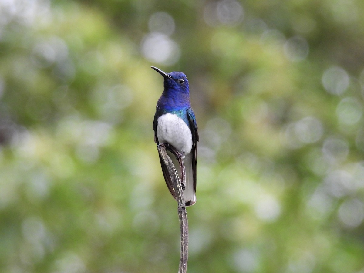 White-necked Jacobin - ML643661494