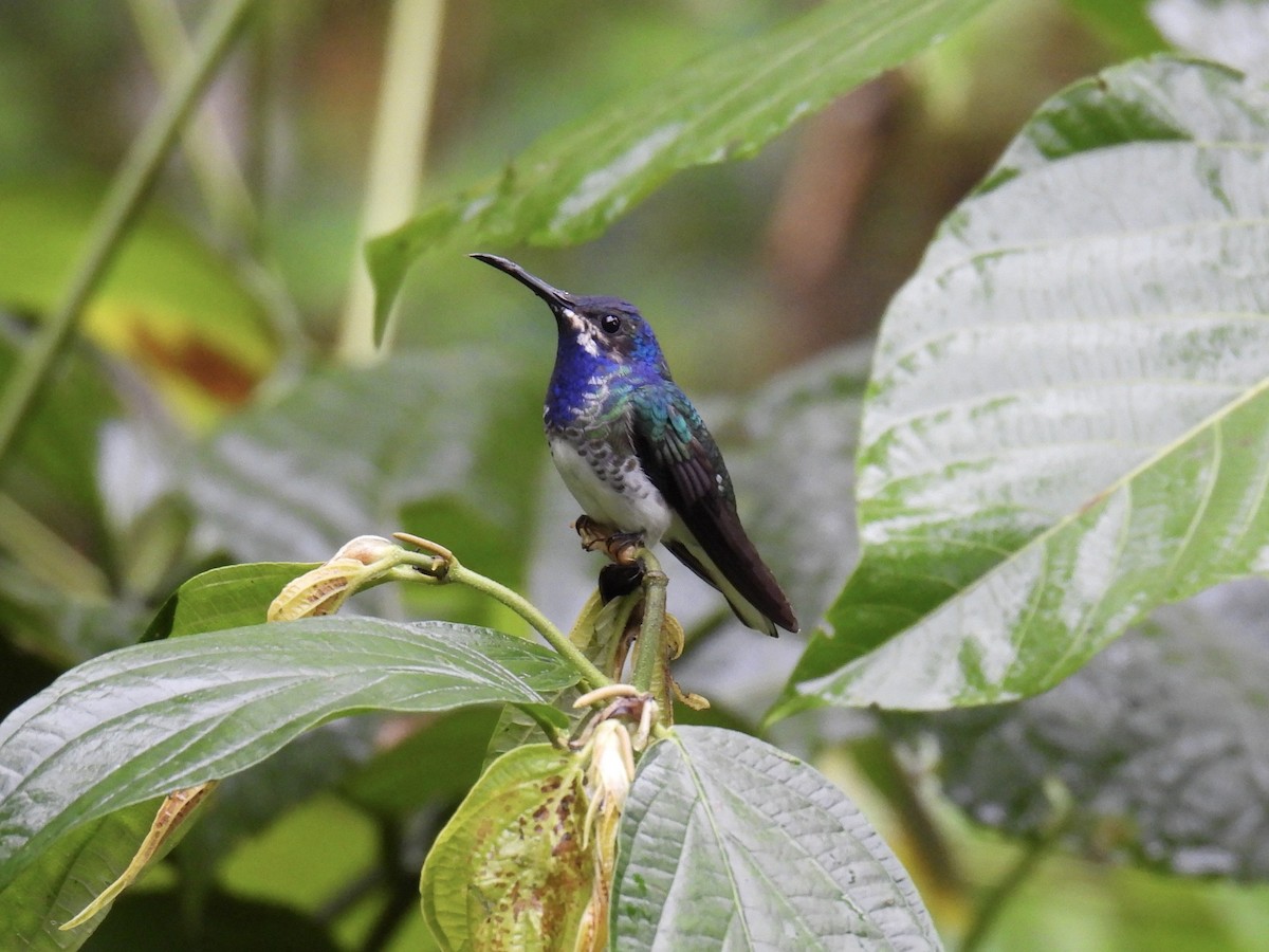 White-necked Jacobin - ML643661495