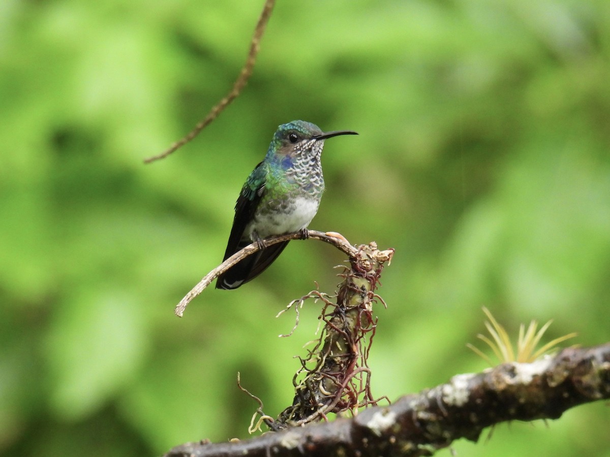 White-necked Jacobin - ML643661496