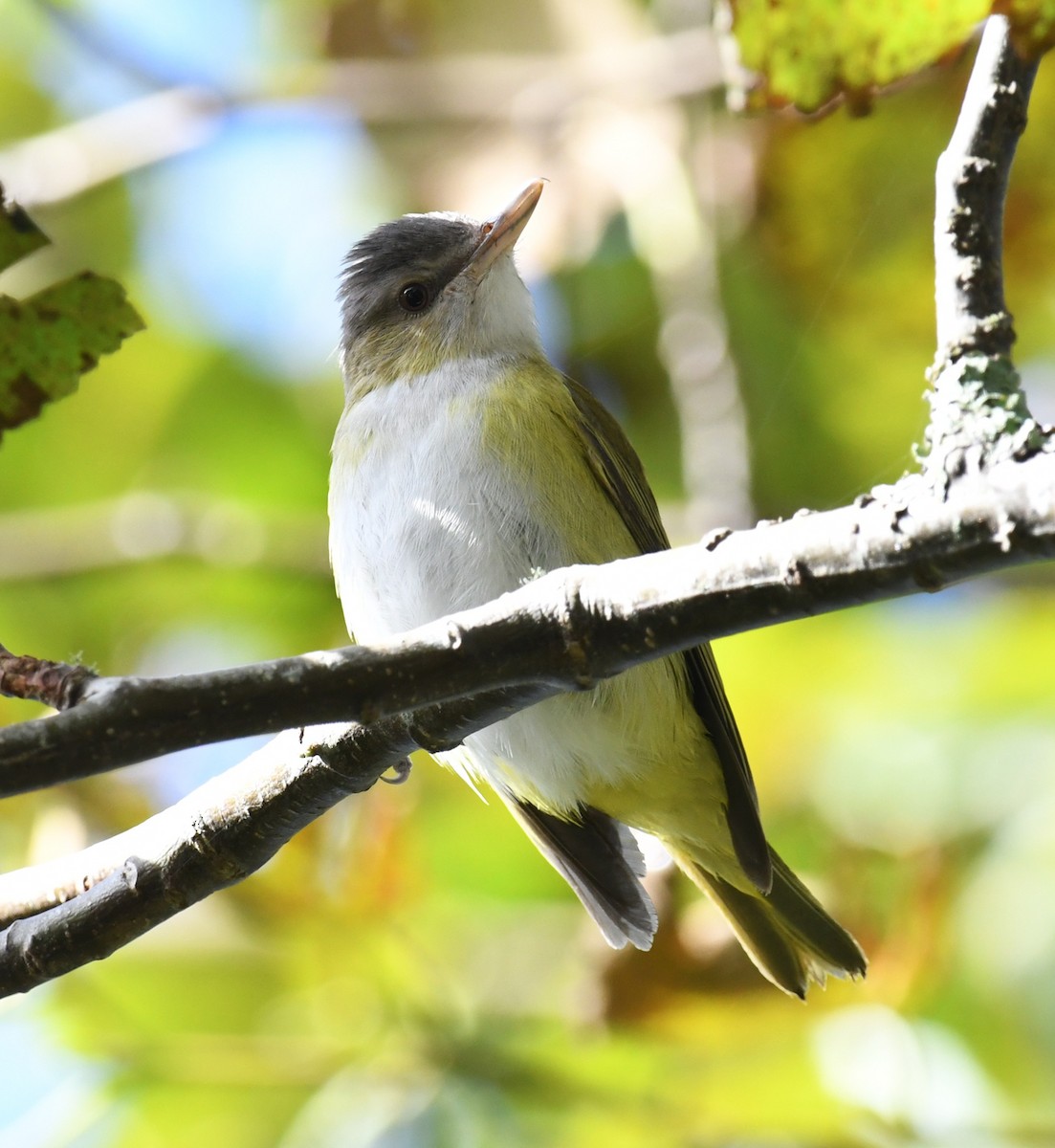 Yellow-green Vireo - ML643661502