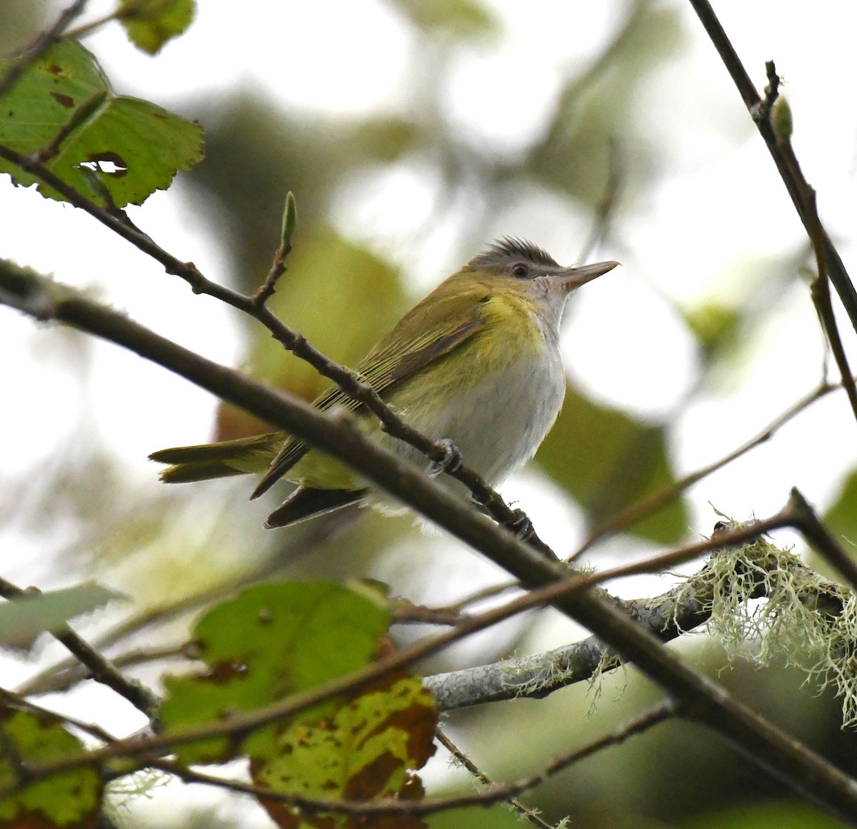 Yellow-green Vireo - ML643661504