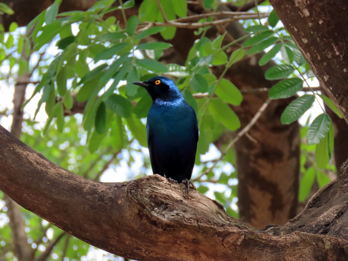 Greater Blue-eared Starling - ML643661509