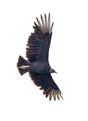 Rabengeier - ML643661517