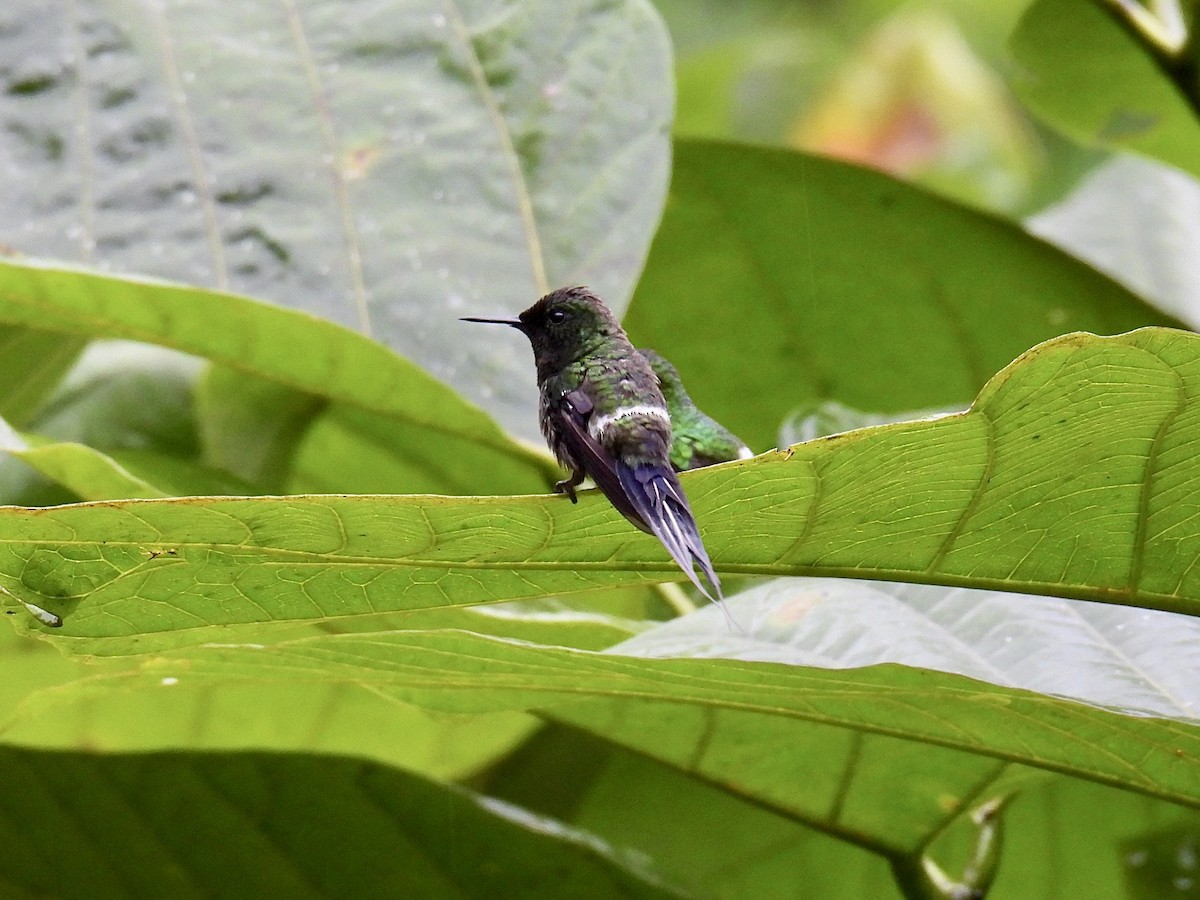 Green Thorntail - ML643661532